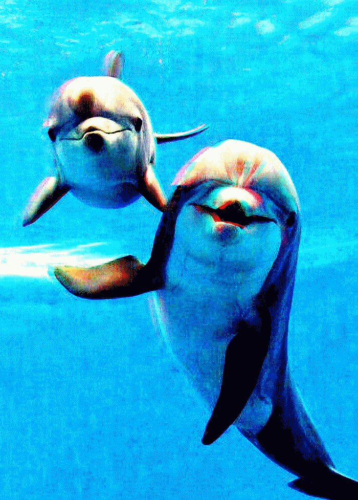 dolphin